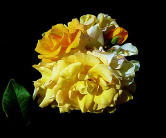 BLÜTEN
