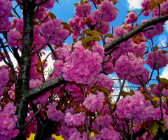 BLÜTEN