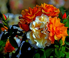 BLÜTEN