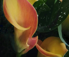 CALLA LILIES 