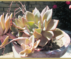 Cactuses 