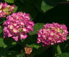 Hydrangeas