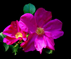 BLÜTEN