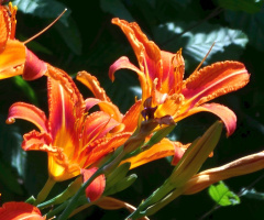 Lilies