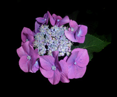 BLÜTEN