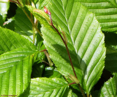Leaves