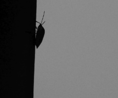 Visitor