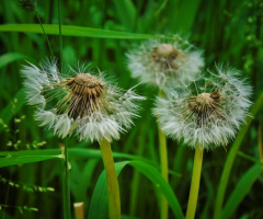 DANDELIONS 