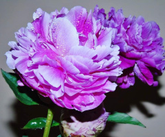 PEONIES 