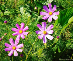 PINK COSMOS 