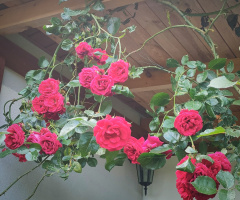 CLIMBING ROSES