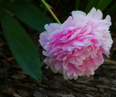 Peony
