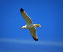 FLYING TO THE SKY