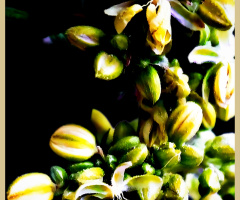 غنچہ، Wild Flowers buds ❤️⚜❤️