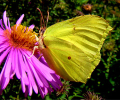 BLÜTE