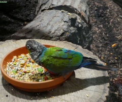 crimson-bellied parakeet (Pyrrhura perlata)