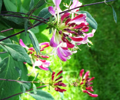HONEYSUCKLES