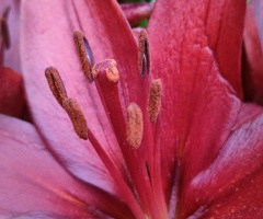 INSIDE LILY