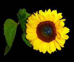 BLÜTE