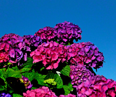 BLÜTEN