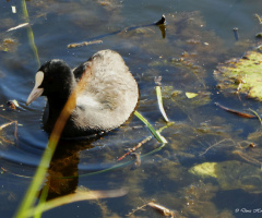 Eurasian Coot