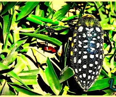Shy beetle ❤️⚜❤️
