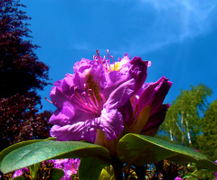 BLÜTEN