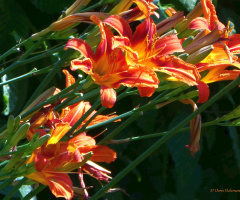 orange day-lily (Hemerocallis fulva)