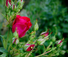 THE BUSH OF ROSES