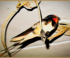Swallow ⚜