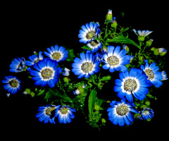BLÜTEN