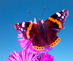 SCHMETTERLING