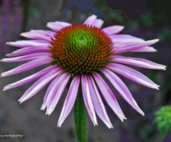 ECHINACEA