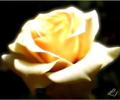 Rose is Rose.. ⚜