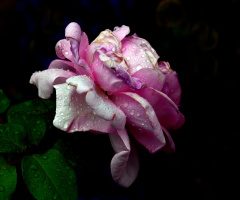 BLÜTE