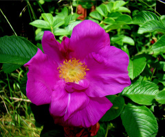 BLÜTE