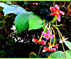 Rangoon creeper ⚜⚜