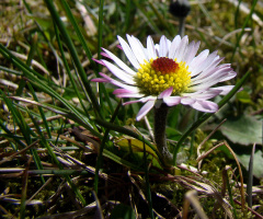 BLÜTE