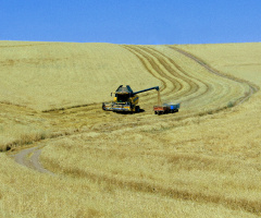 Haymana da Tarım