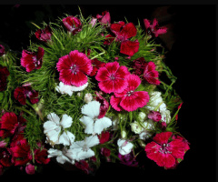 BLÜTEN