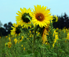 BLÜTEN