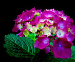 BLÜTEN