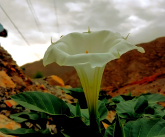 دھتورہ،Datura flower ⚜⚜
