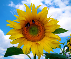 BLÜTE