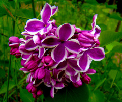 BLÜTEN