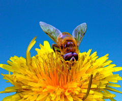 BLÜTE