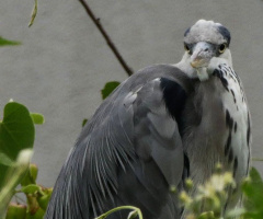 grey heron (Ardea cinerea)  