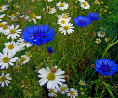 BLÜTEN