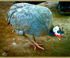 Guineafowl ⚜⚜