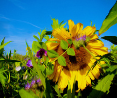 BLÜTEN